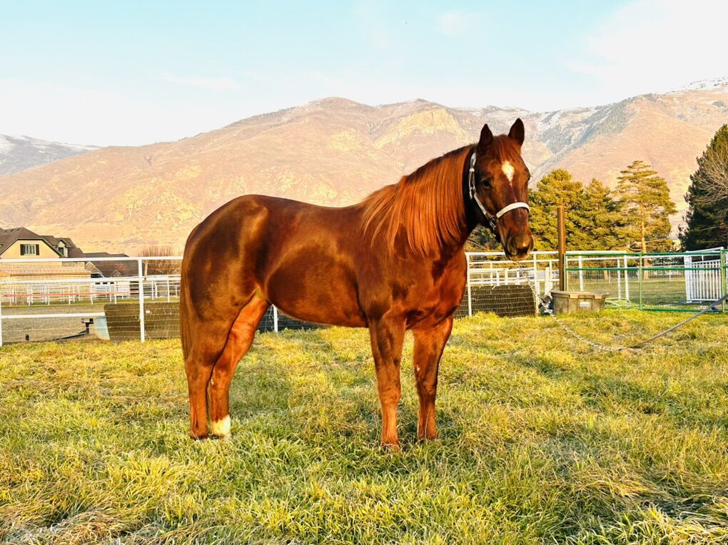 All-Around AQHA Mare