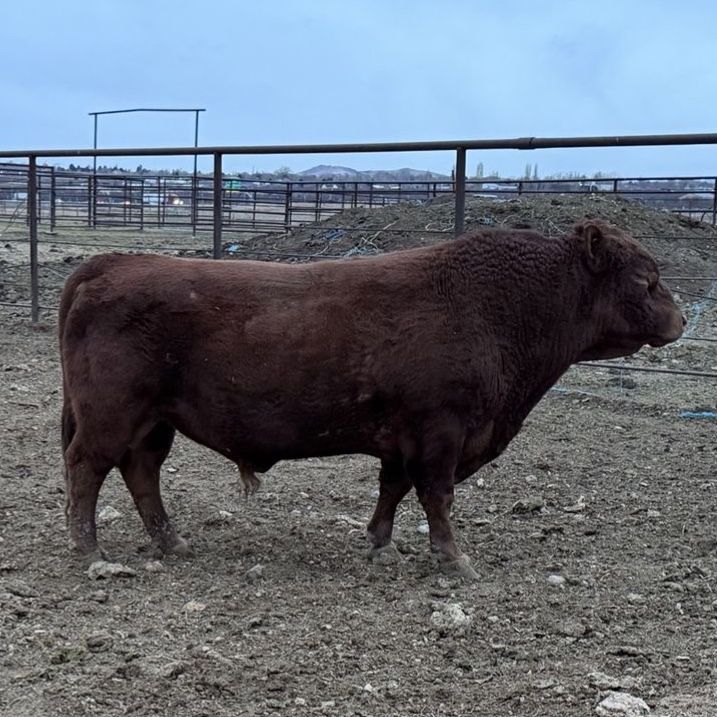Pure-bred red a2/a2 polled Dexter Bull
