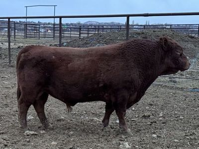 Pure-bred red a2/a2 polled Dexter Bull
