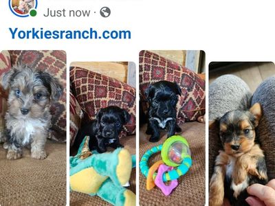 Beautiful Yorkie Puppies • Health Guarantee.