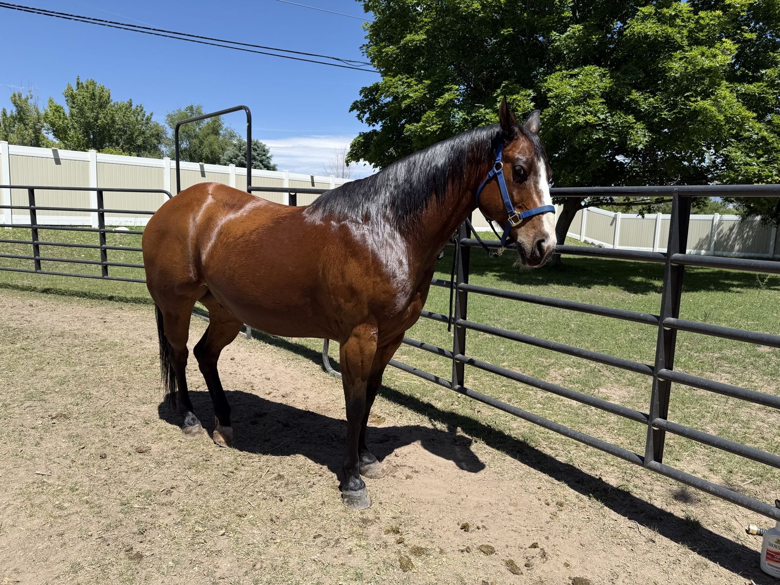 Grade Gelding