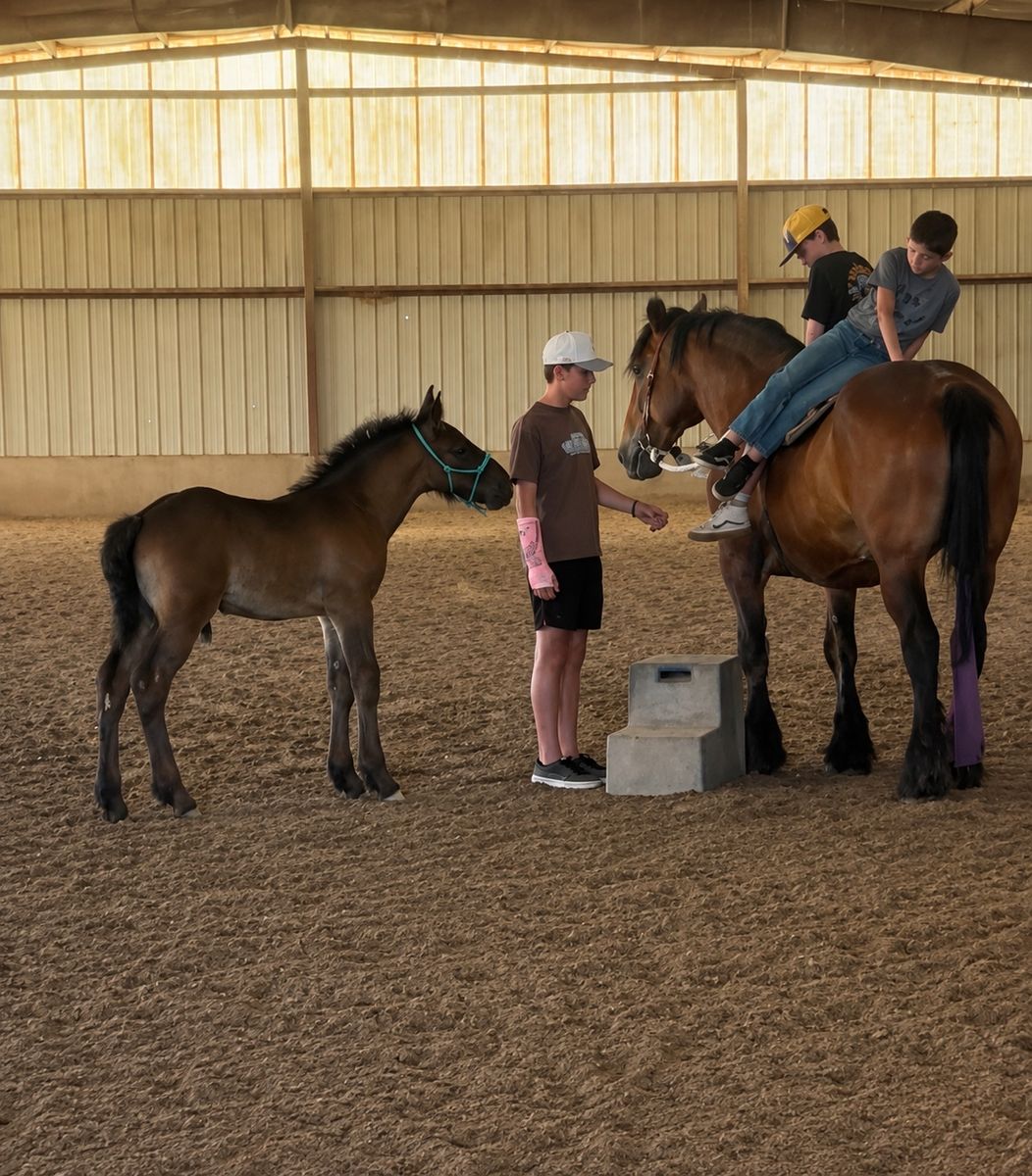 Mare for lease rides and drives 
