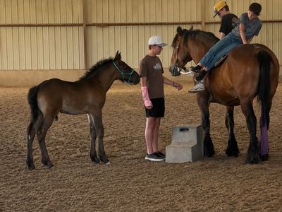 Mare for lease rides and drives