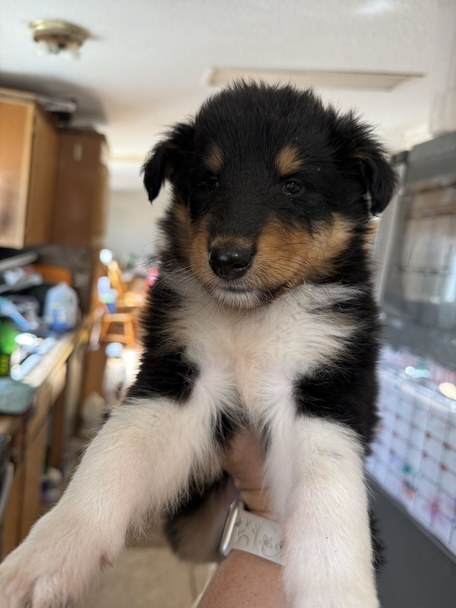 Rough Collie Puppies