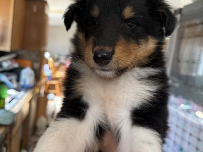 Rough Collie Puppies