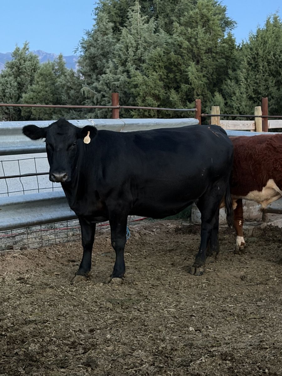 7 month Bred Black Angus Heifer 