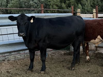 7 month Bred Black Angus Heifer
