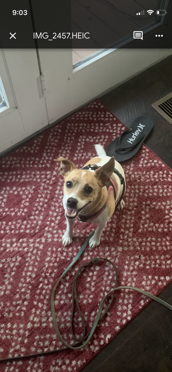 Meet Jules – Sweet, Loyal Companion Looking for the Right Home