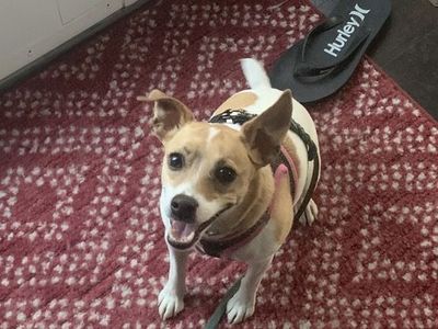 Meet Jules – Sweet, Loyal Companion Looking for the Right Home