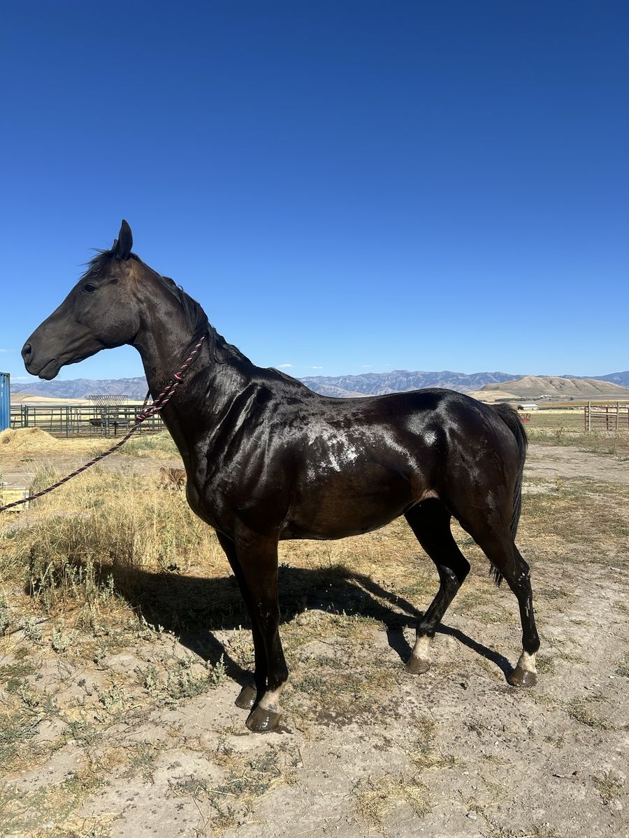 Quarter horse thoroughbred
