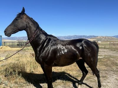 Quarter horse thoroughbred