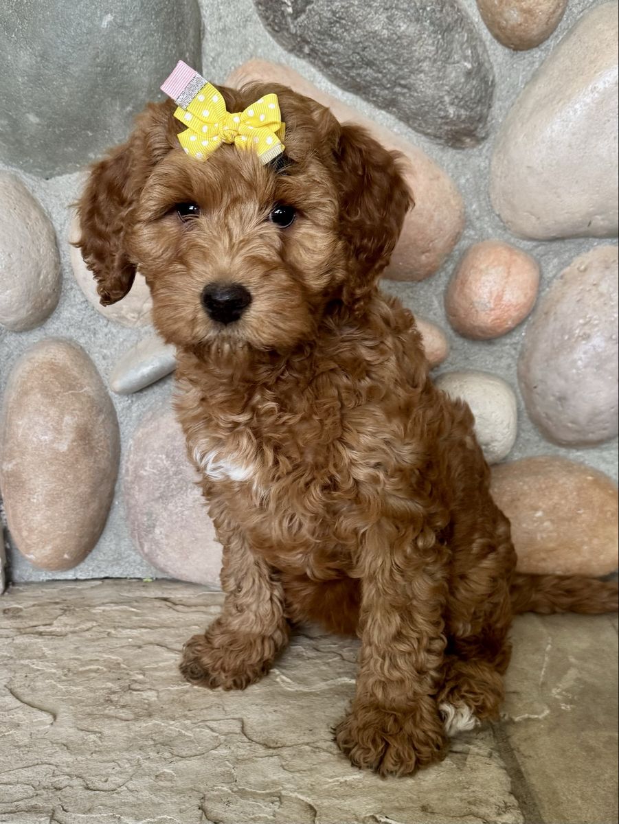 Mini Goldendoodle