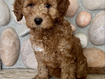Mini Goldendoodle