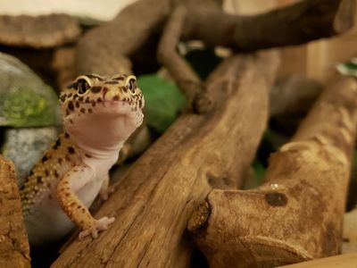 Female Leopard Gecko and 4.5 ft large naturalistic enclosure