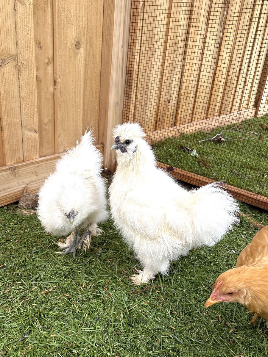 Free Male Silkie Bantams Chickens