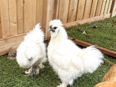 Free Male Silkie Bantams Chickens