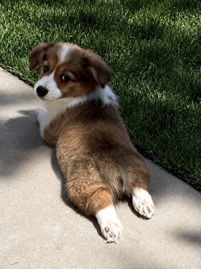 AKC Corgi Puppies