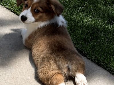 AKC Corgi Puppies