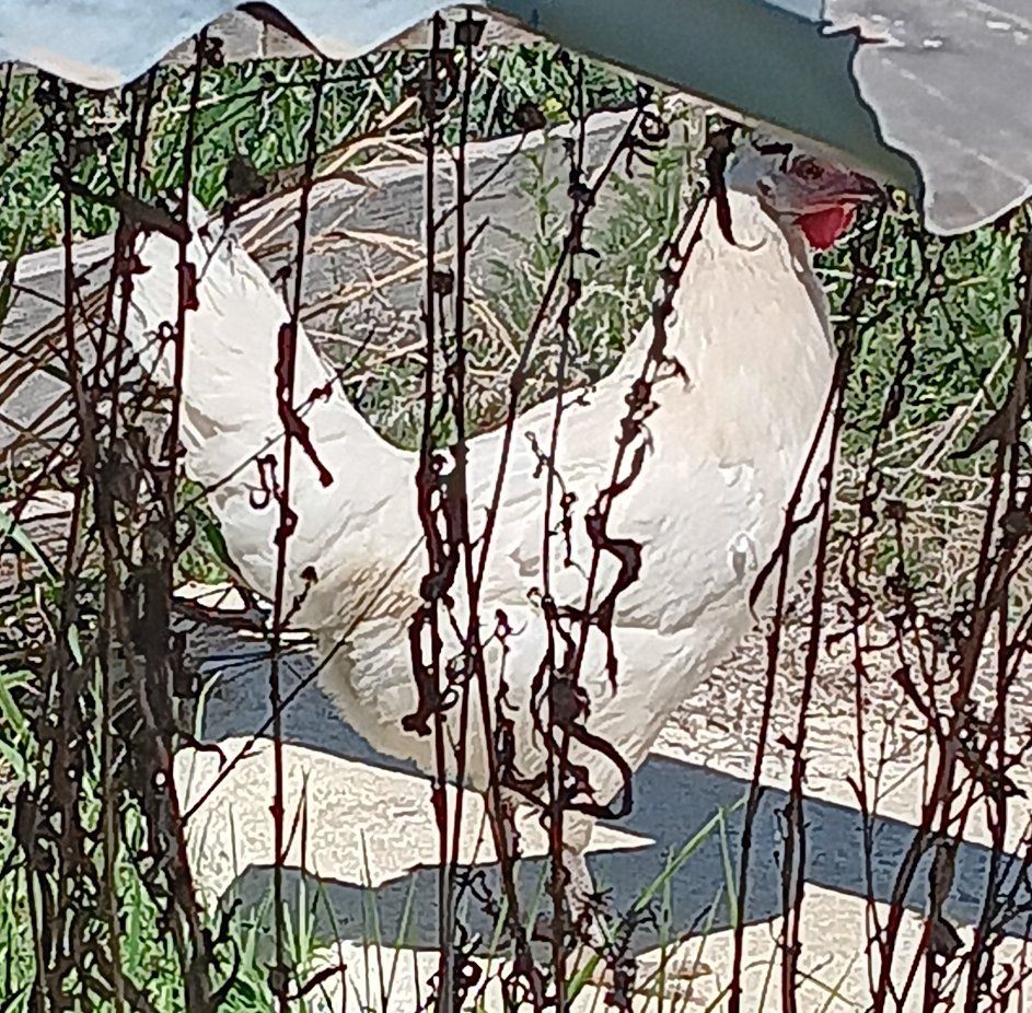 rooster named Marshmallow