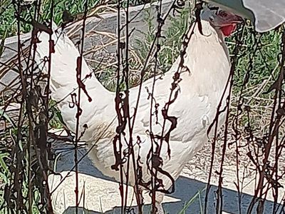 rooster named Marshmallow
