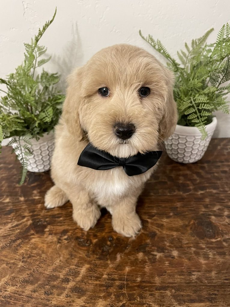 READY NOW! Mini Goldendoodle Boy