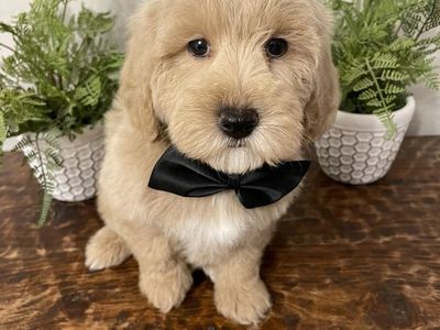 READY NOW! Mini Goldendoodle Boy