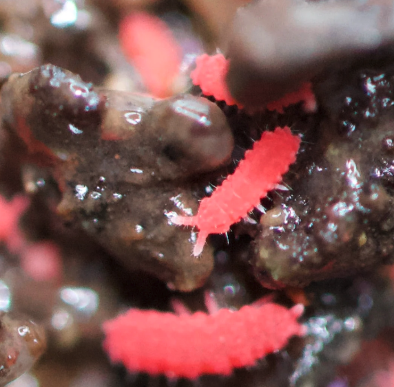 Rare Thai Red Springtails 30+