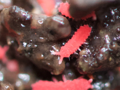 Rare Thai Red Springtails 30+