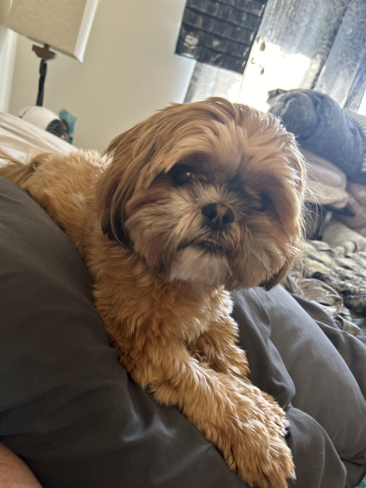 Shih Tzu