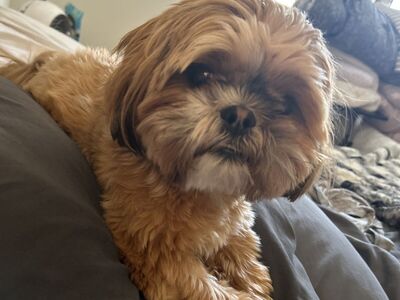 Shih Tzu
