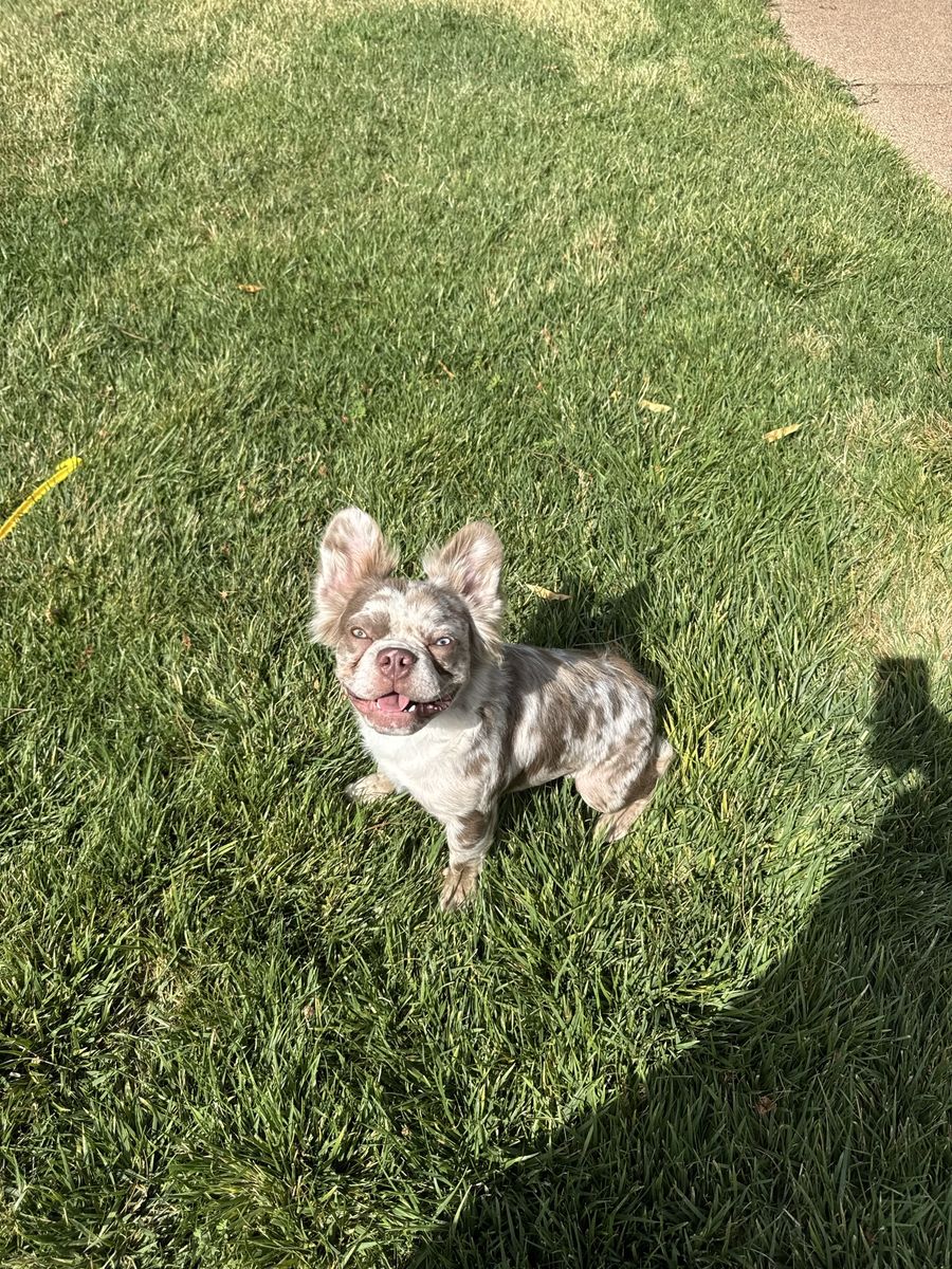 Akc French fluffy bulldog 