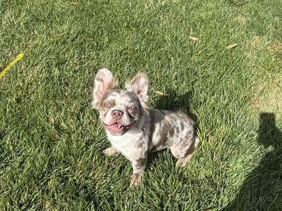 Akc French fluffy bulldog