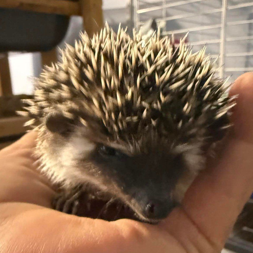 baby female hedgehog