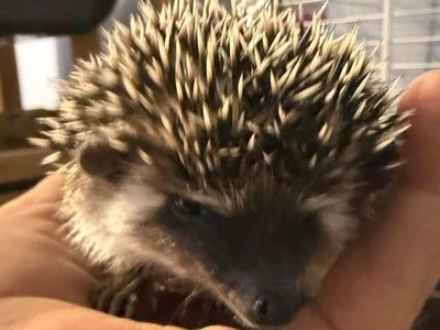 baby female hedgehog