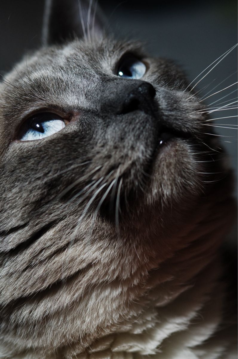 Photos of you and your pets