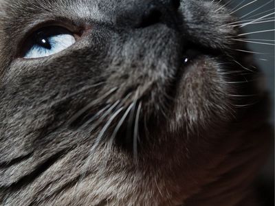 Photos of you and your pets