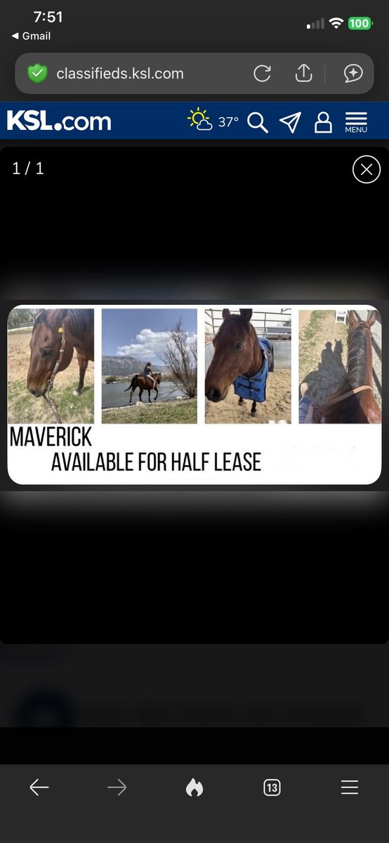 1/2 Lease QTR HORSE all around