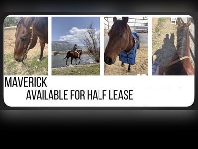 1/2 Lease QTR HORSE all around