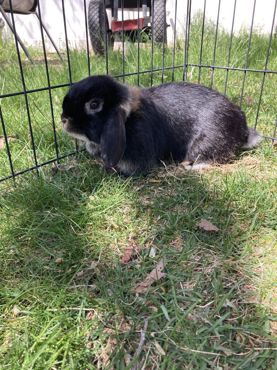 Cute female holland lop bunny!