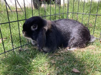 Cute female holland lop bunny!