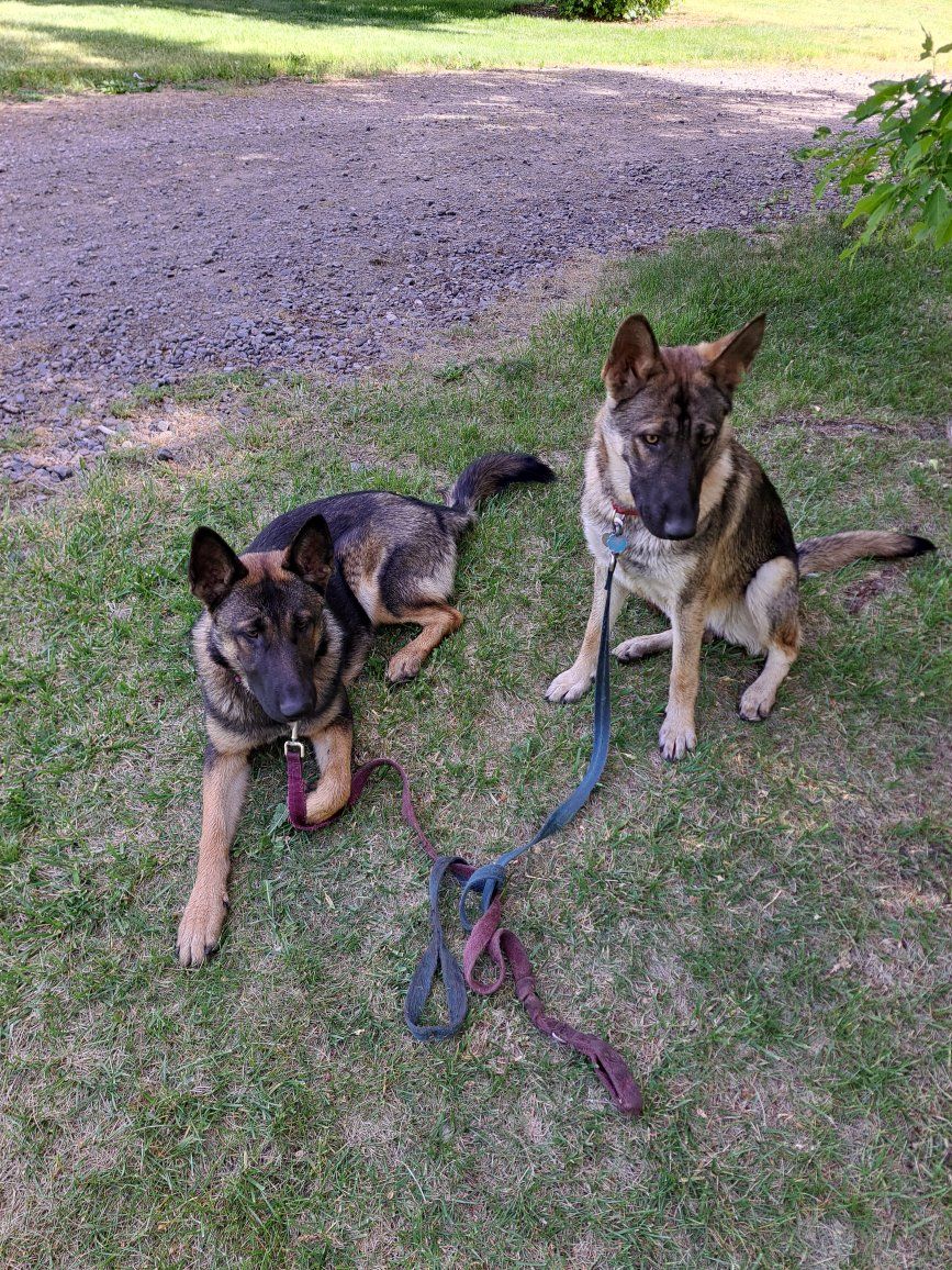 10 month German Sheppard / Malinois looking for a new home. They're not lost and found. They are my dogs. Ignore the subcategory