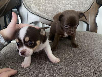Chihuahua Puppies