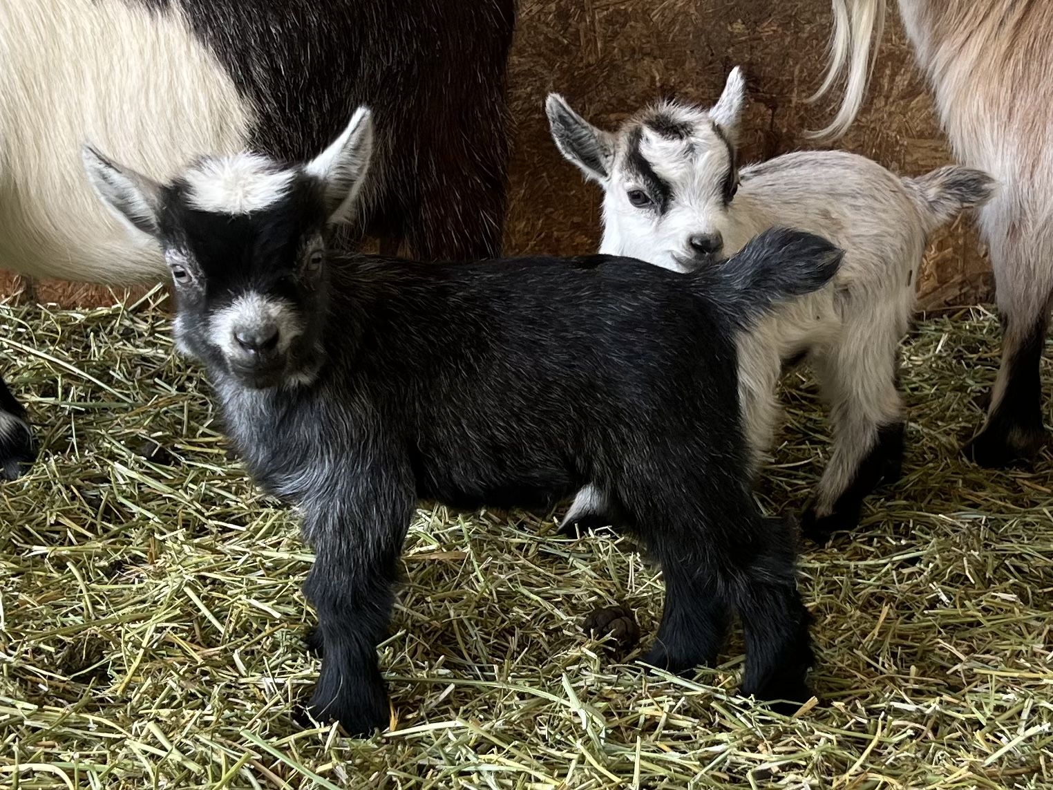 Tiny Registered Pygmy Goats