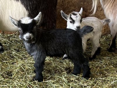 Tiny Registered Pygmy Goats