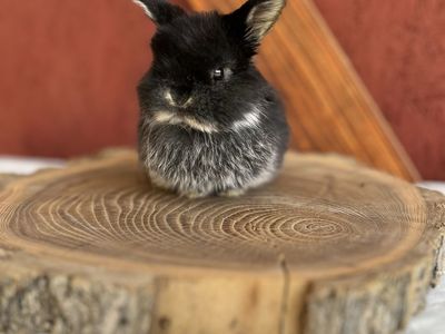 Holland lop doe