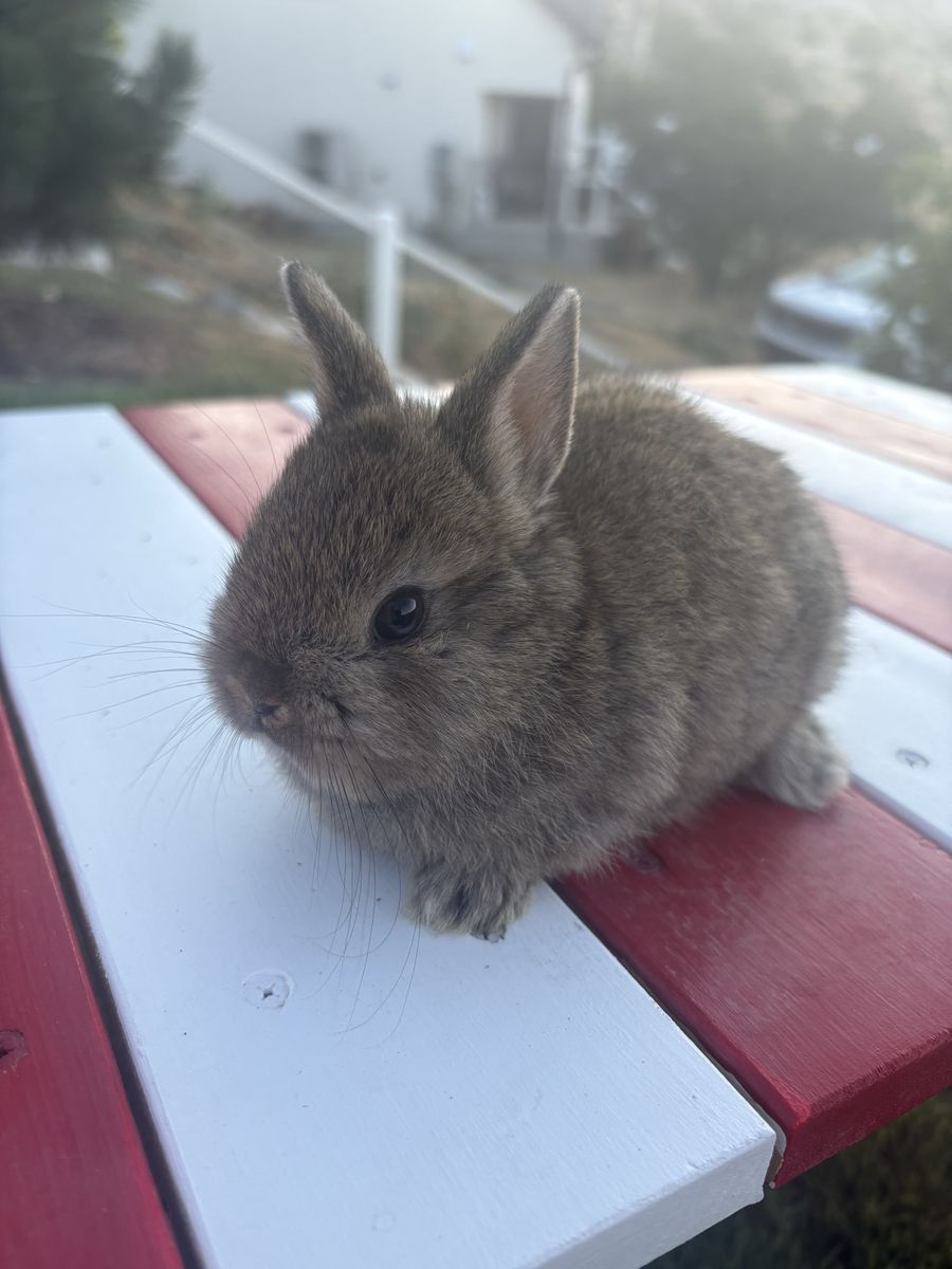 Netherland Dwarf Baby Girl Rabbit - 7 Weeks Old