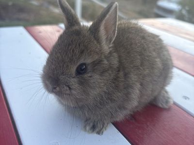 Netherland Dwarf Baby Girl Rabbit - 7 Weeks Old