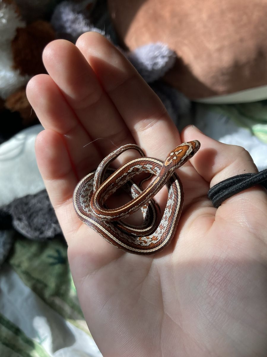 Corn snake