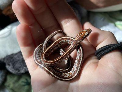 Corn snake