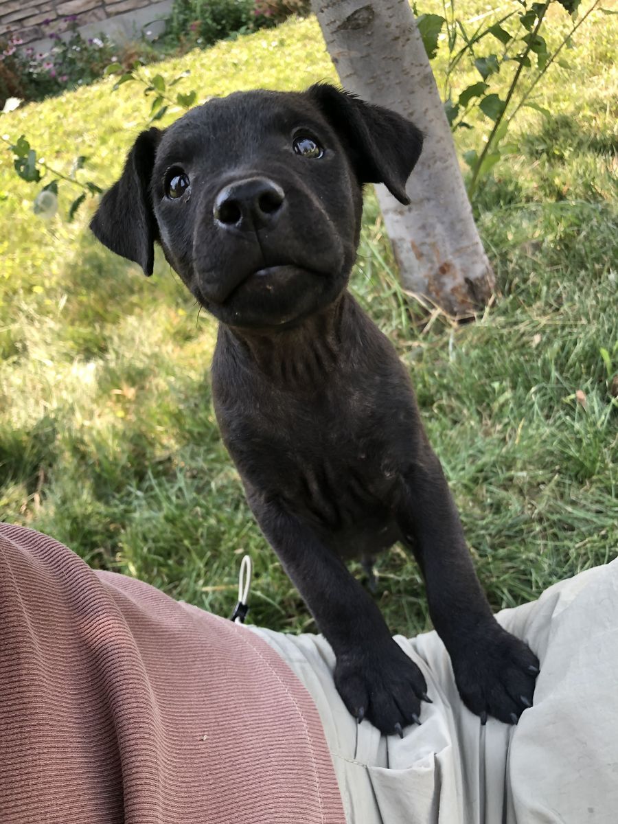 Patterdale terrier puppies 